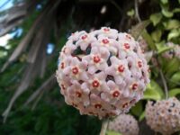 Flor de Nácar