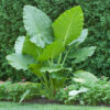 ALOCASIA