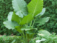 ALOCASIA