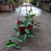 Flor de Nácar