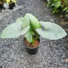 ALOCASIA