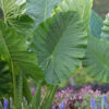 ALOCASIA
