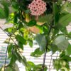 Flor de Nácar