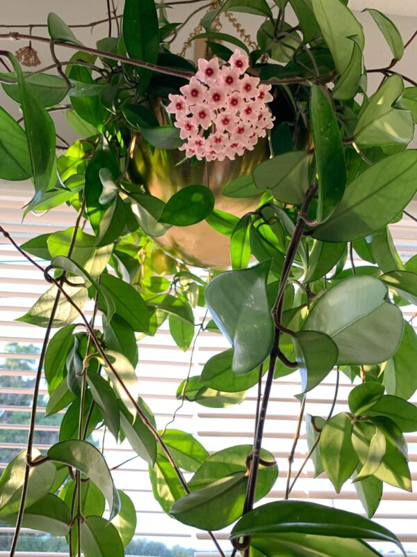 Flor de Nácar